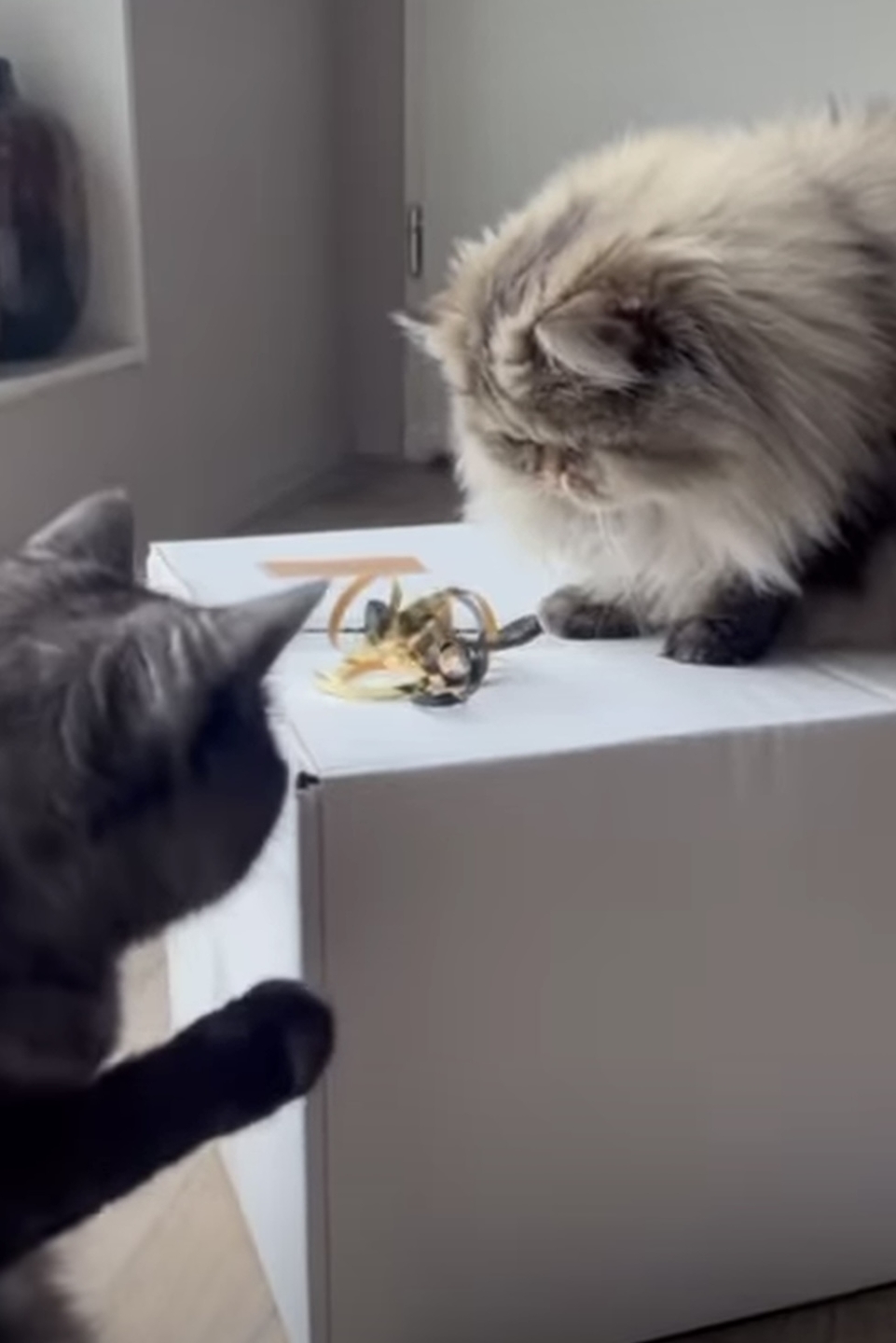 katten met een kattenbox, de katten spelen met het pakket en zijn nieuwsgierig