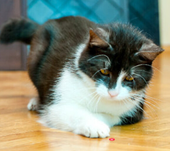 kat die met een laserpen speelt